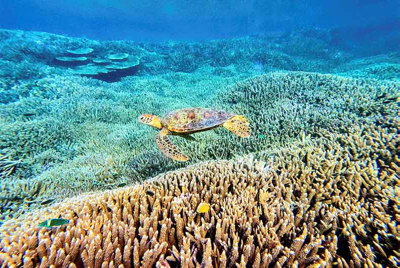 Great Barrier Reef Foundation 