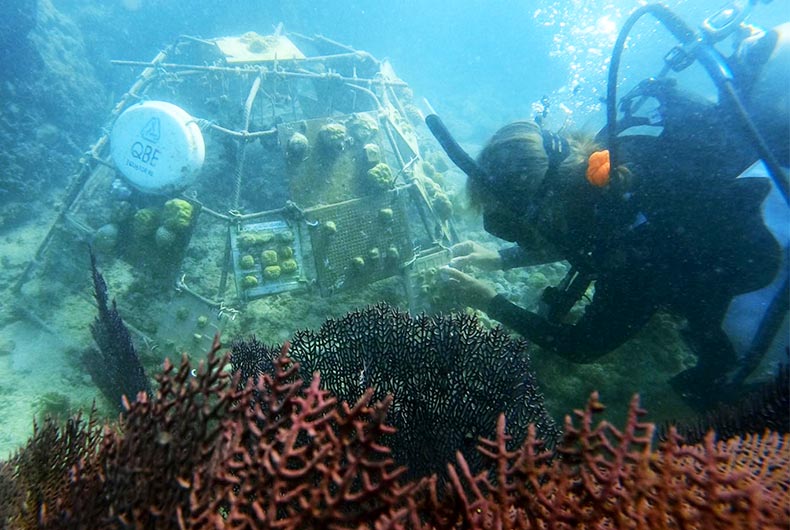 Living Reefs Foundation