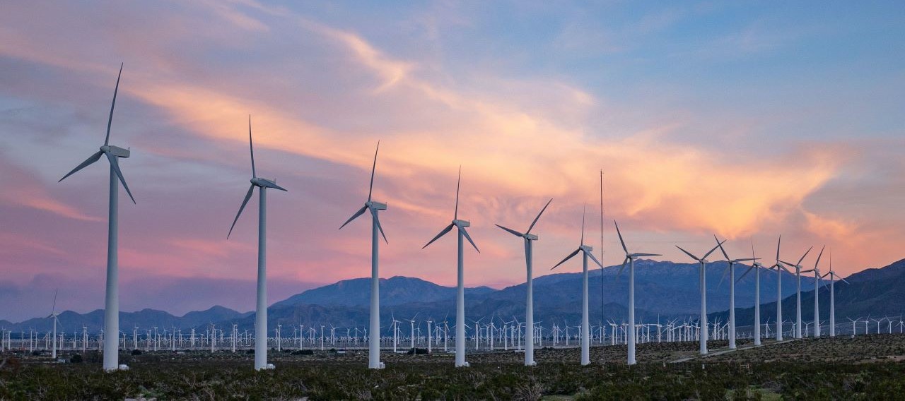 field of windmills