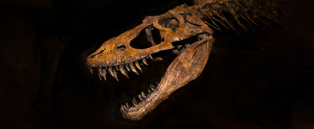 fossil skull