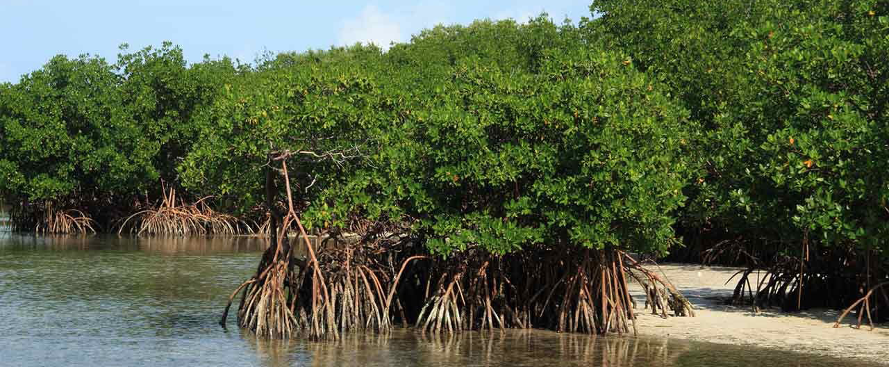 tree roots in water