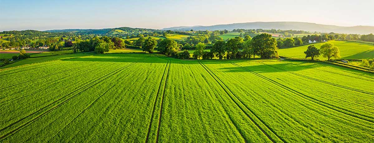 green fields